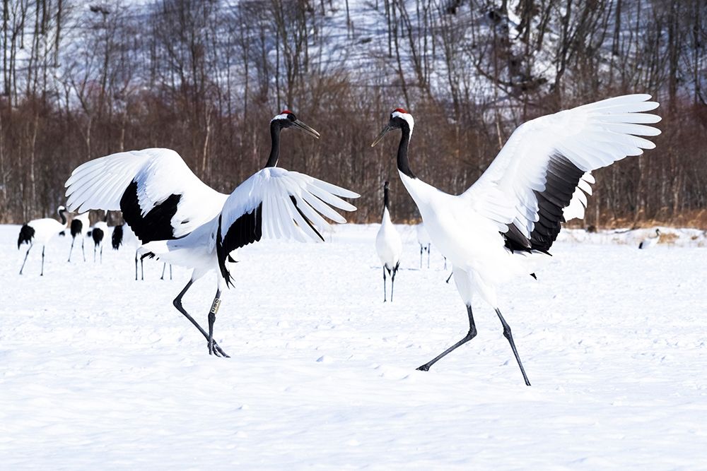 Japan-Hokkaido Two red-crowned cranes dance while the rest of the group looks on